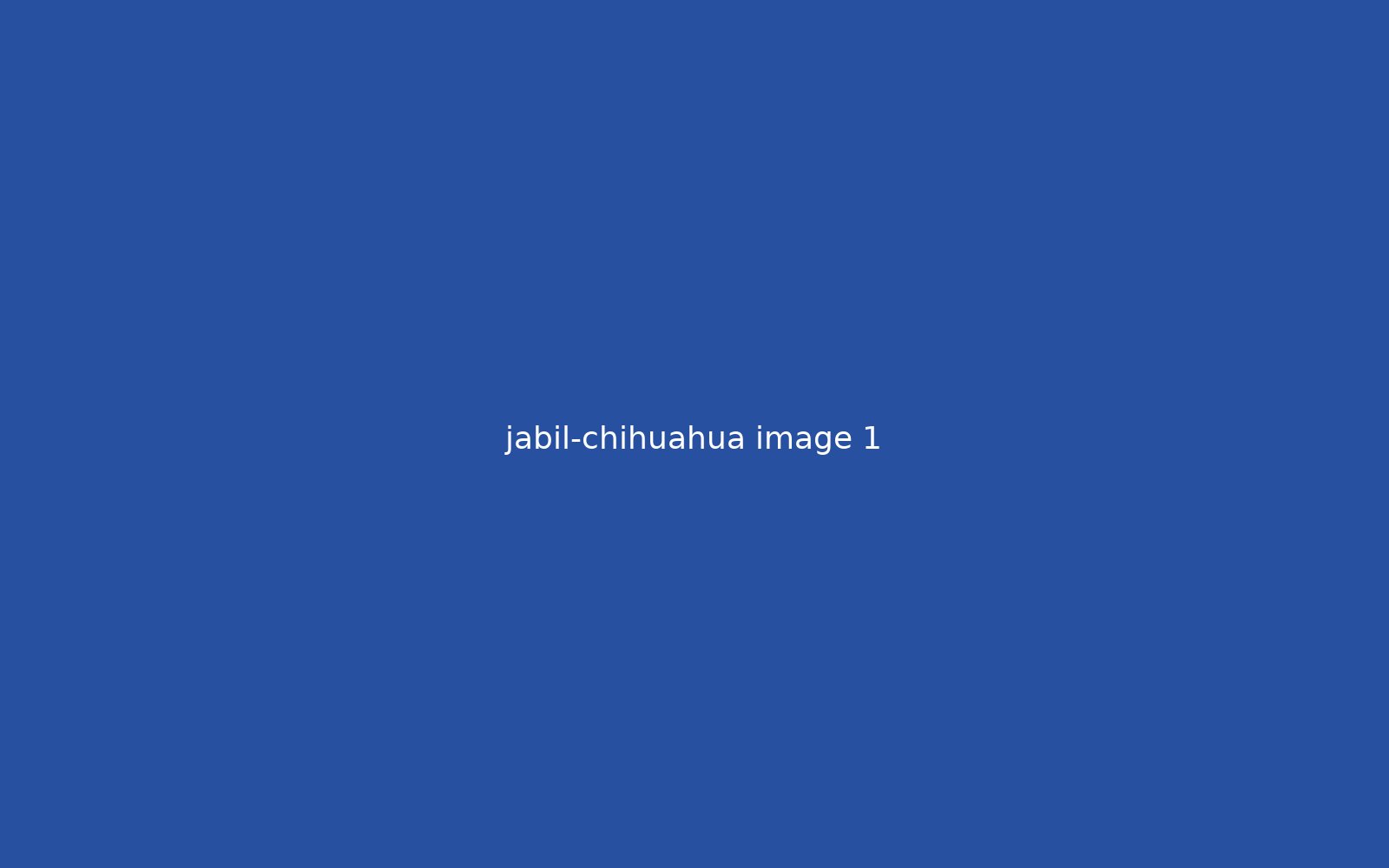 Jabil Chihuahua